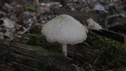 Pluteus petasatus