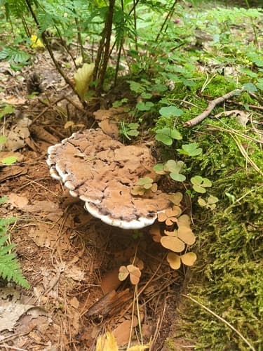 Elfvingia