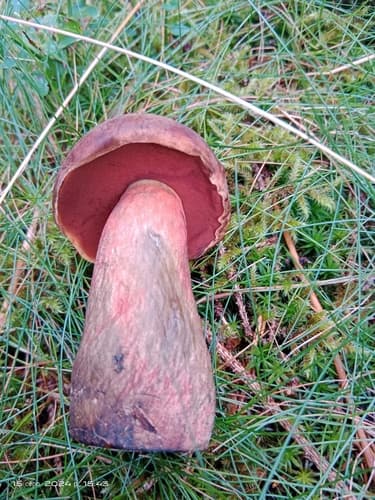 krasnoborowik ceglastopory