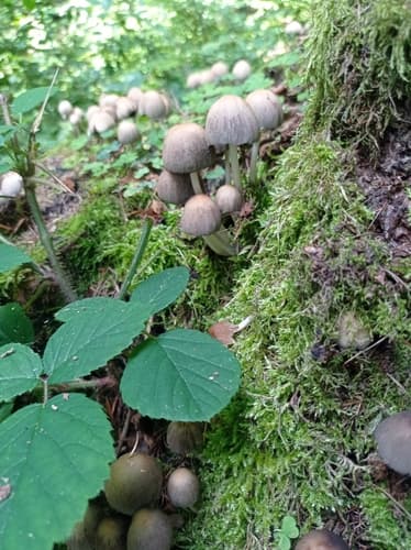 Coprinellus