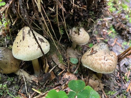 Pseudosperma sororium