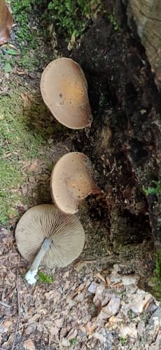 Agrocybe firma