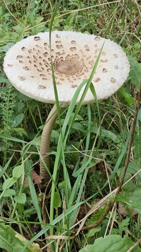 Czubajka kania