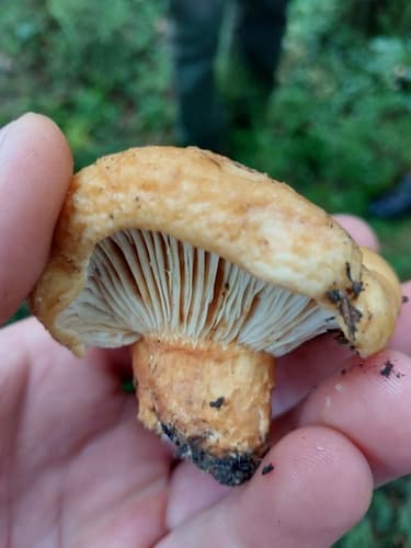 Scrobiculati