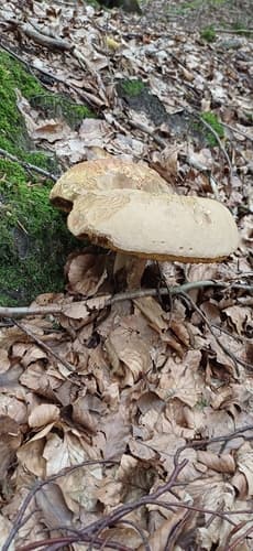 Borowikowate