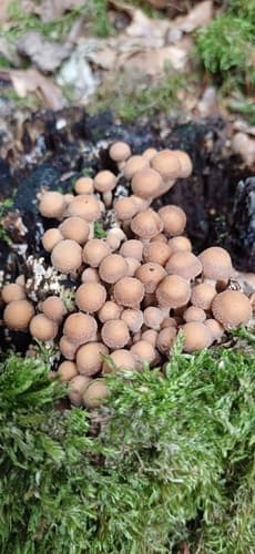 Kruchaweczka Namakająca