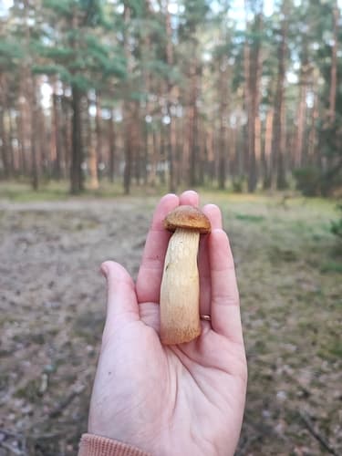 Borowikowce