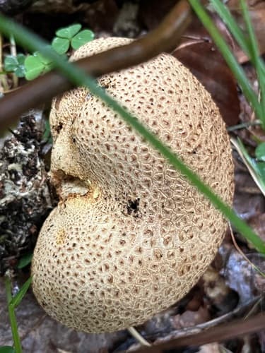 Tęgoskór cytrynowy