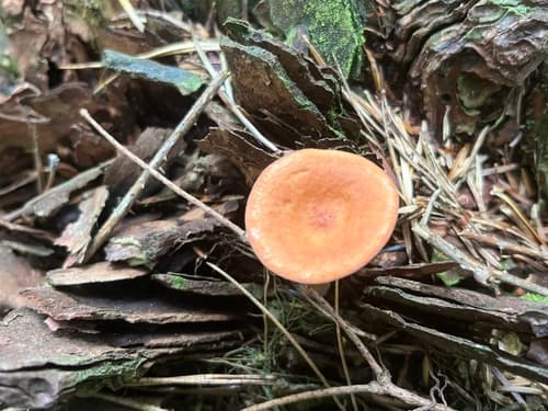 Russularia