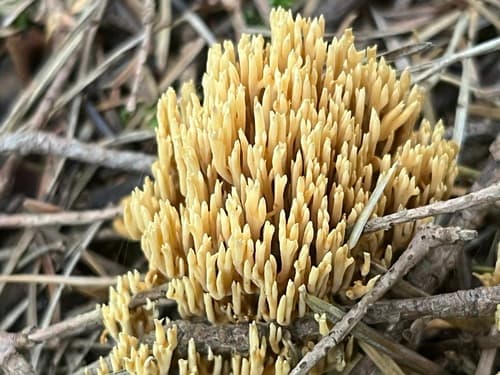Phaeoclavulina
