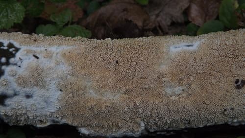 Strzępkoząb drobnopory