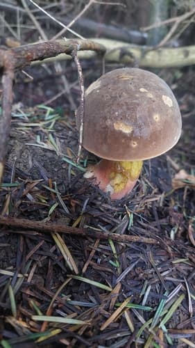 krasnoborowik ceglastopory
