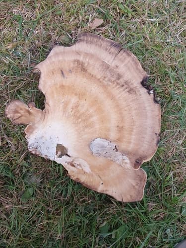 Wachlarzowiec olbrzymi