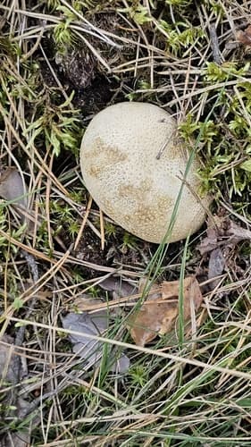 Tęgoskór cytrynowy