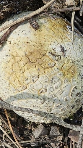 Tęgoskór cytrynowy