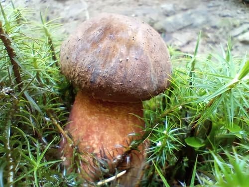 krasnoborowik ceglastopory