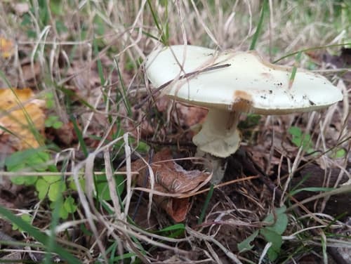 Muchomor cytrynowy