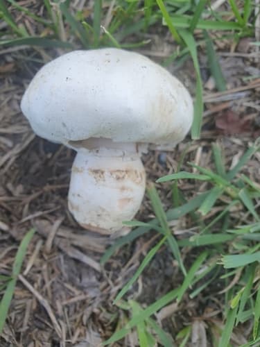 Agaricus bernardii