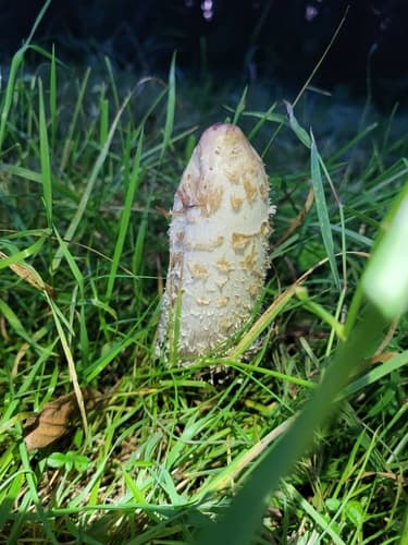 Czernidłak kołpakowaty