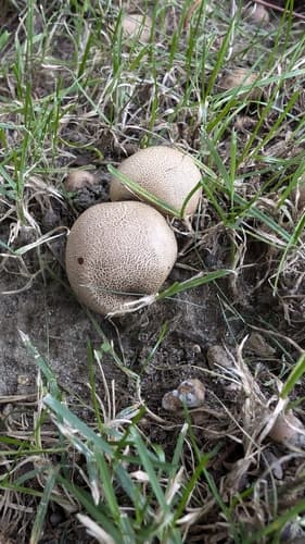 Tęgoskór