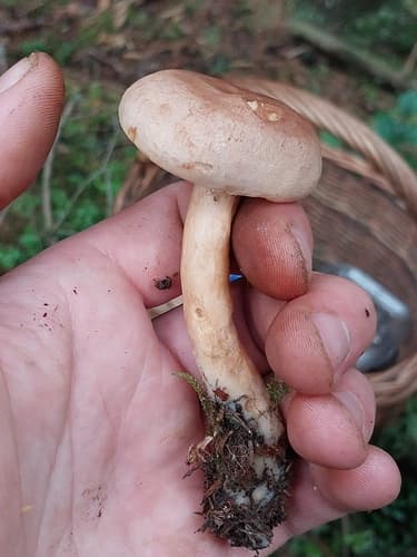 mleczaj płowy