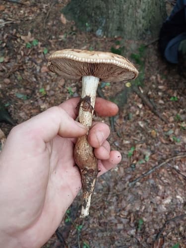 Hebeloma radicosum