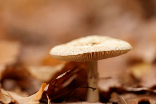 Muchomor cytrynowy