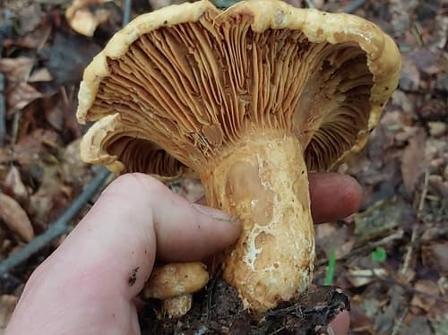 Lactarius intermedius