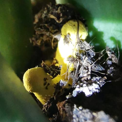 Czubnik cytrynowy