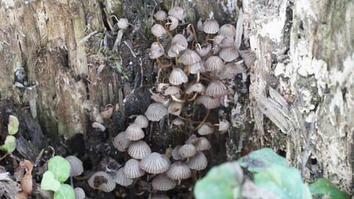 Coprinellus