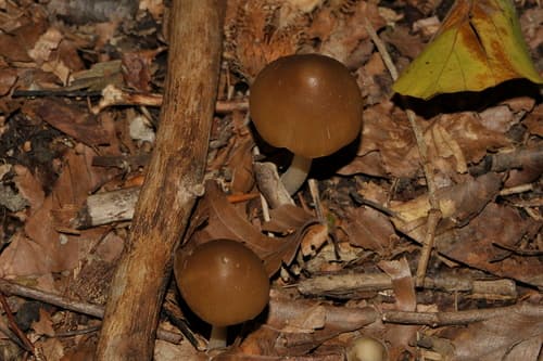 Psathyrella longipes