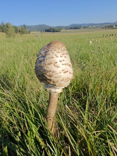 Czubajka kania