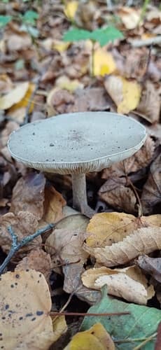 Ciemnobiałka