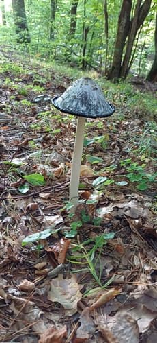 Agaricineae