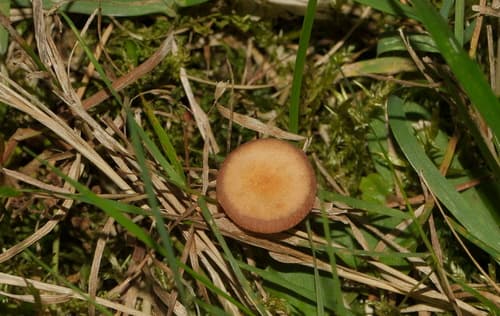 Omphalina
