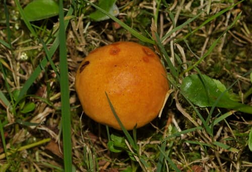 Maślak żółty