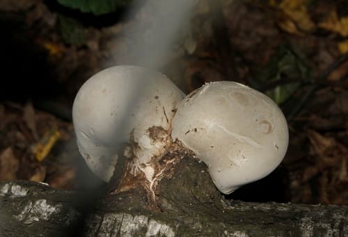 Białoporek brzozowy