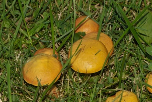Maślak żółty