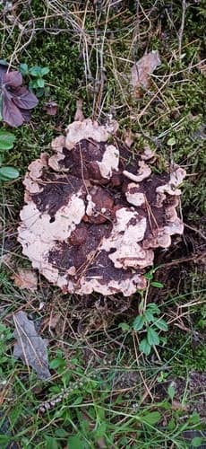 kolczakówka kasztanowata