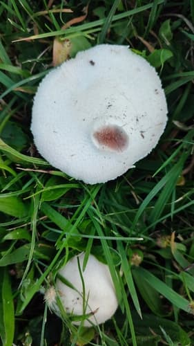 Pieczarka łąkowa