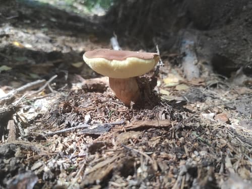 Podgrzybek brunatny