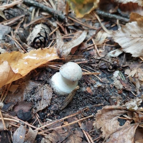 Muchomor cytrynowy
