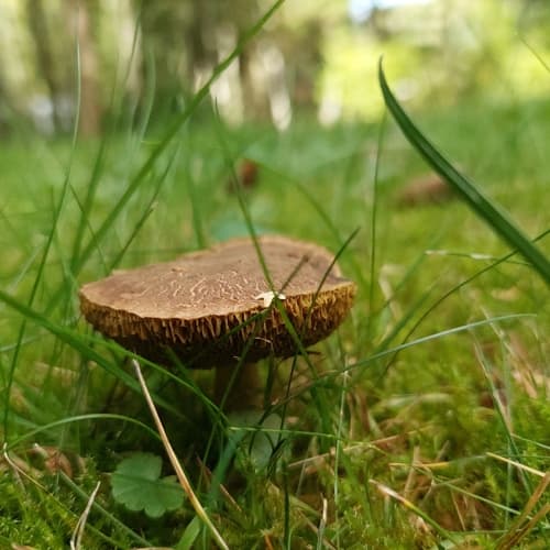 Xerocomellus