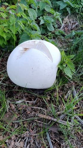 Czasznica olbrzymia