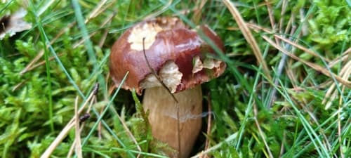 Podgrzybek brunatny