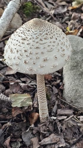 Czubajka kania