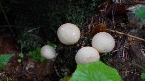 Apioperdon