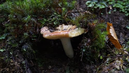 Gołąbek