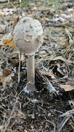 Macrolepiota