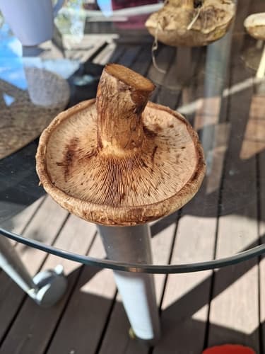 Krowiak podwinięty